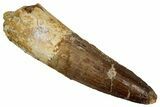 Fossil Spinosaurus Tooth - Real Dinosaur Tooth #340343-1